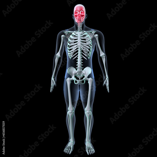 Human skeleton anatomy for medical concept 3D rendering 