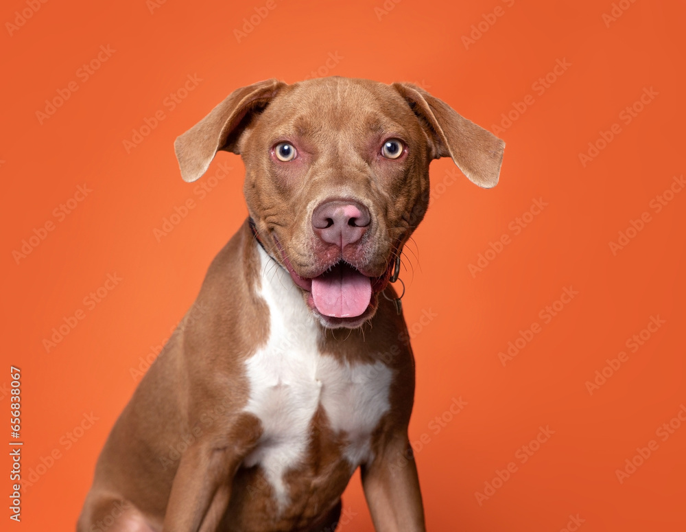 cute dog on an isolated background