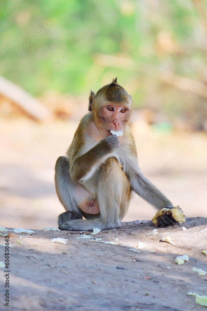 Monkey eating fruits and vegetables