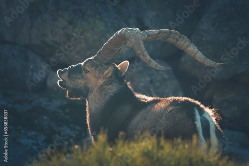 wild male in the mountains spain