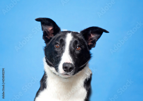 cute dog on an isolated background © annette shaff