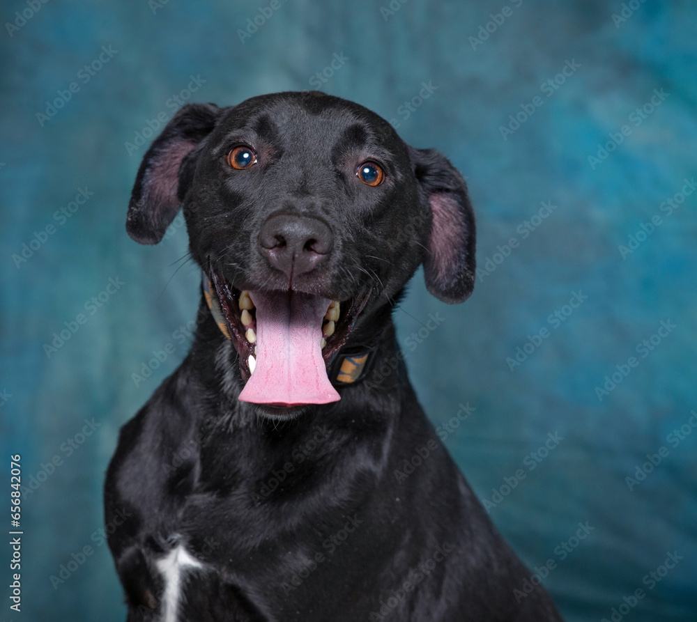 cute dog on an isolated background