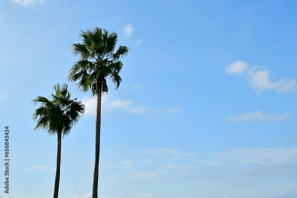 Obraz premium 青空とヤシの木