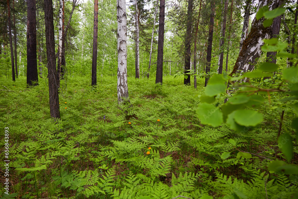 Summer forest landscape. Dense mixed forest: aspens, birches, pines and ferns. - obrazy, fototapety, plakaty 