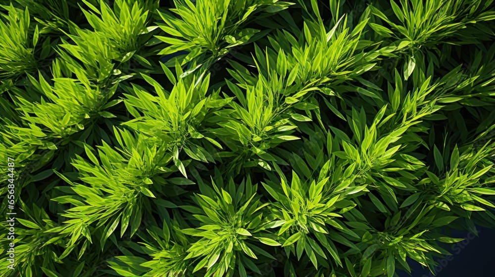 photo of green rice in fertile rice fields photo of green rice in fertile rice fields