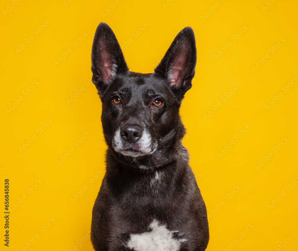 cute dog on an isolated background cute dog on an isolated background