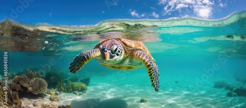 Green sea turtle in clear lagoon at Lady Elliot Island Great Barrier Reef Queensland Australia