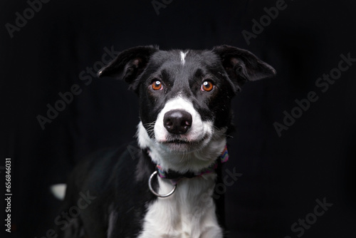 cute dog on an isolated background