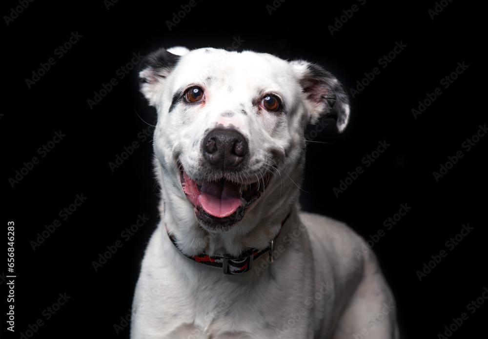cute dog on an isolated background