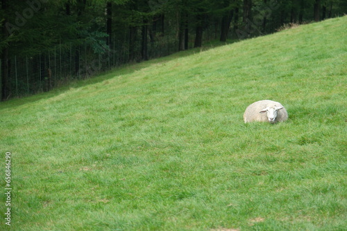 대관령 양떼목장 녹색 초원의 하늘이 보이는 고원 벌판에 뛰어 노는 초식동물 양 군중 들판의 평화로운 경관