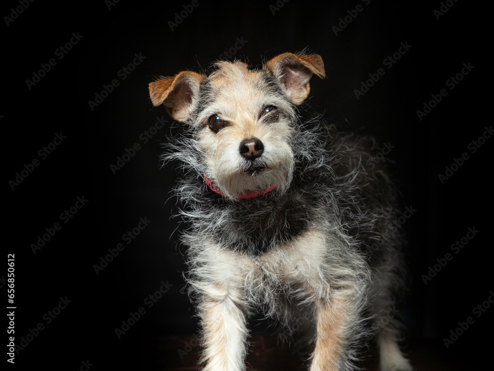 cute dog on an isolated background cute dog on an isolated background