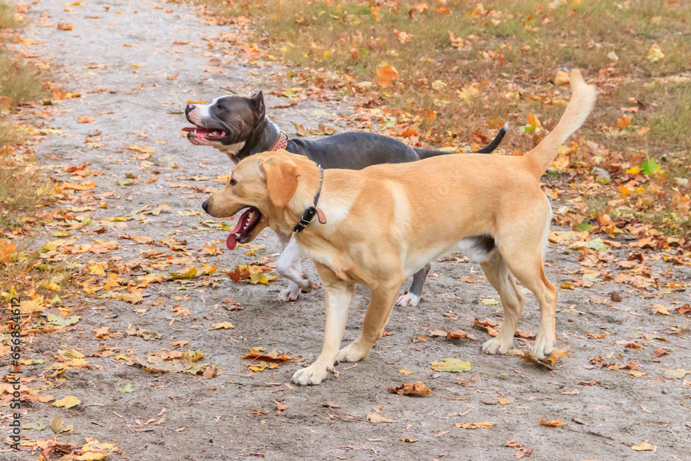 Amstaff and labrador retriever playing in autumn park Amstaff and labrador retriever playing in autumn park