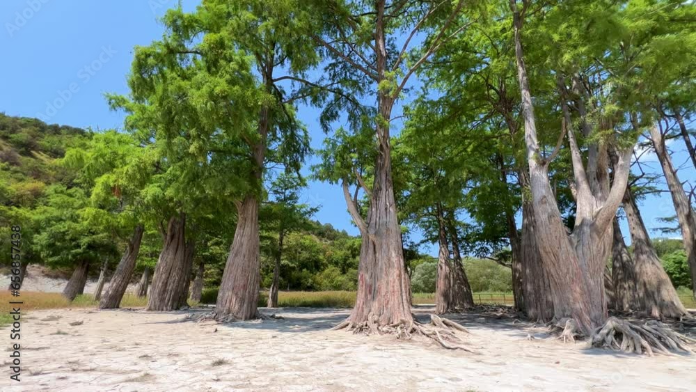 Panoramic shot of a cypress grove on Lake Sukko on a sunny summer day. Swamp cypresses. North American deciduous-coniferous tree. The taxodium is two-row. Krasnodar Territory, Black Sea, Russia 2023 Panoramic shot of a cypress grove on Lake Sukko on a sunny summer day. Swamp cypresses. North American deciduous-coniferous tree. The taxodium is two-row. Krasnodar Territory, Black Sea, Russia 2023