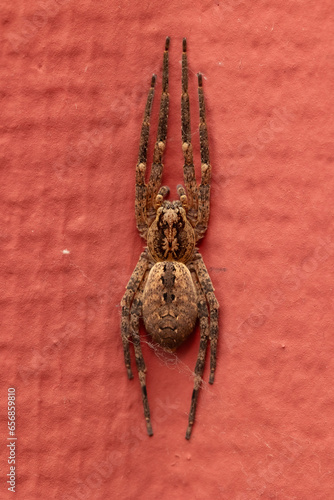 Nosferatu Spinne sitzt hochkant an der Wand und zieht die Beine zusammen