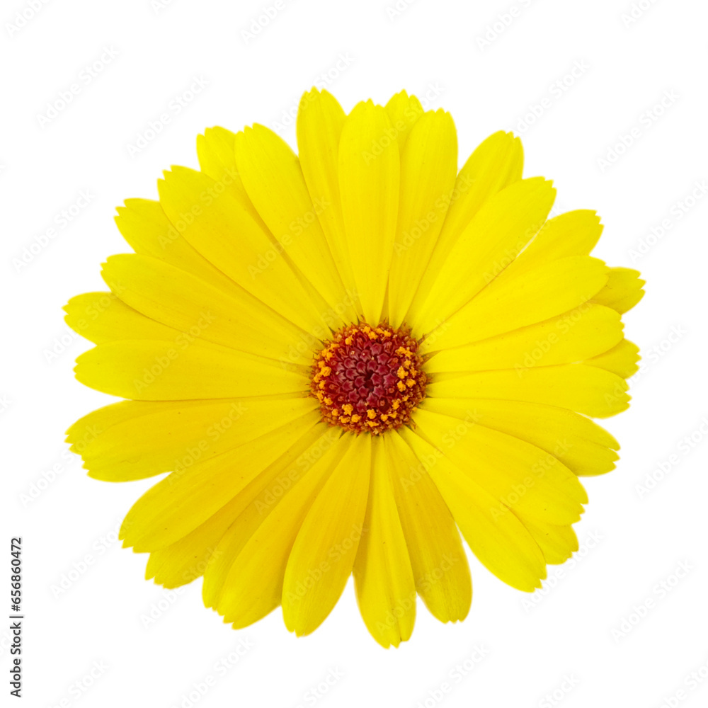 yellow Splorias Calendula flower isolated on white background yellow Splorias Calendula flower isolated on white background