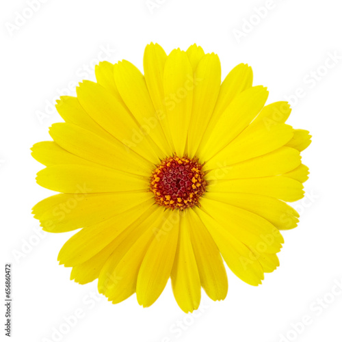 yellow Splorias Calendula flower isolated on white background