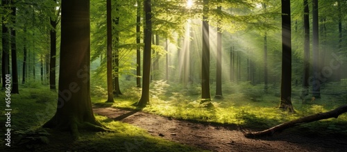 Gorgeous sun rays illuminate the summer forest © 2rogan