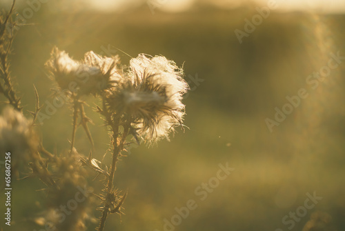 Dead vegetation on the plains. Dry plants at the beginning of autumn.