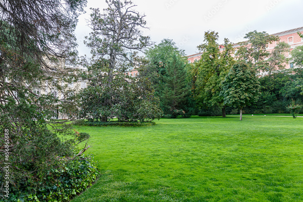 Fototapeta premium Trees in the garden of Palacio de Liria, Madrid