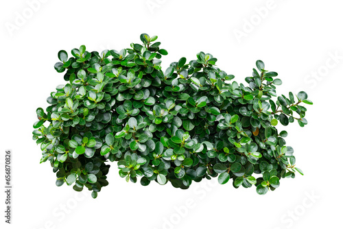 green bush plant isolated