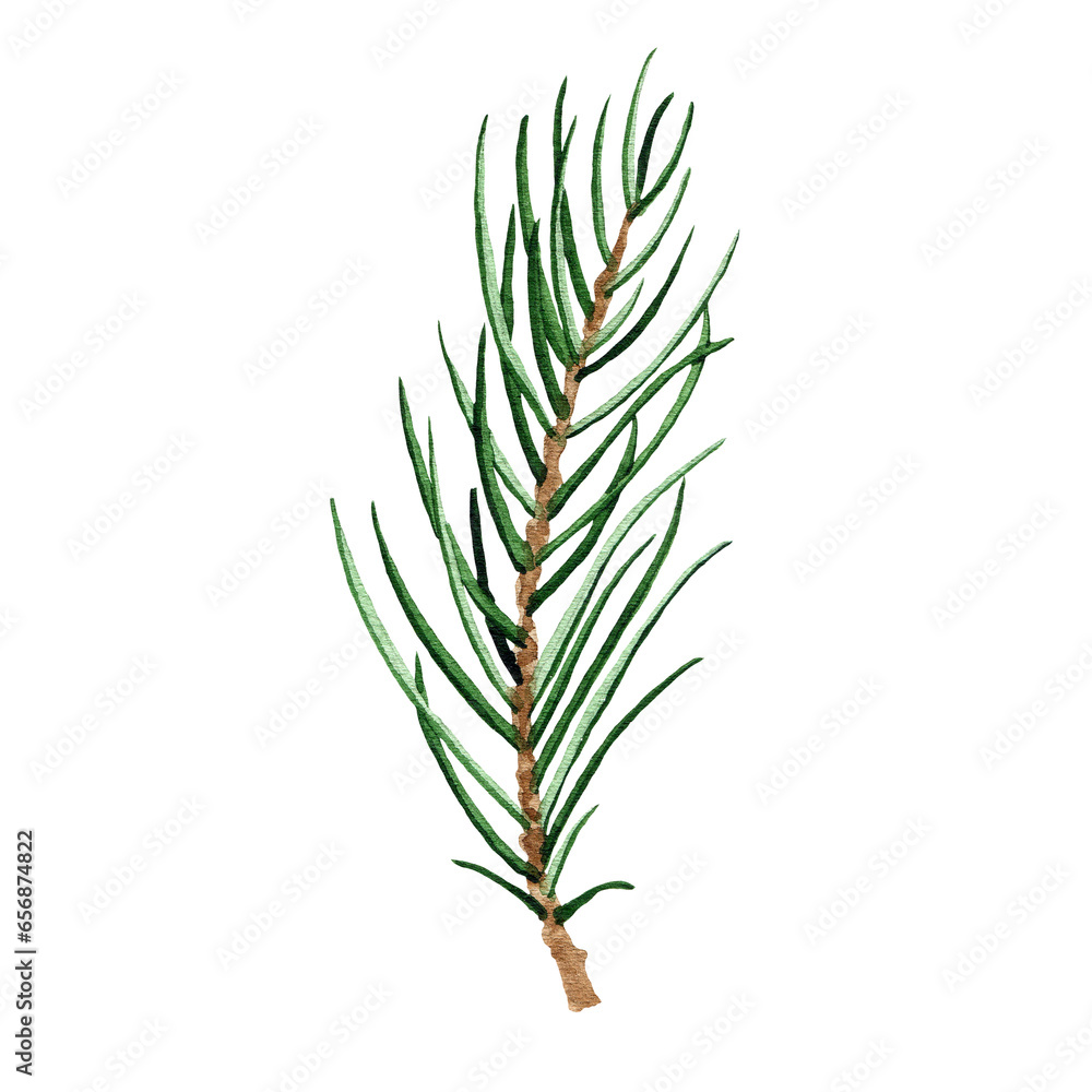 Watercolor winter greenery leaf, fir branch, pine twig illustration isolated on white background Watercolor winter greenery leaf, fir branch, pine twig illustration isolated on white background