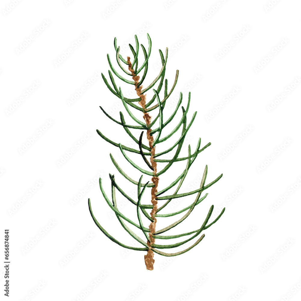 Watercolor winter greenery leaf, fir branch, pine twig illustration isolated on white background