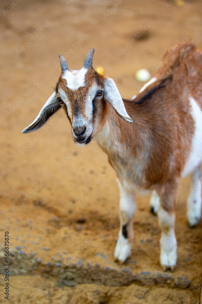 close-up portrait of a young goat