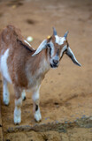 close-up portrait of a young goat