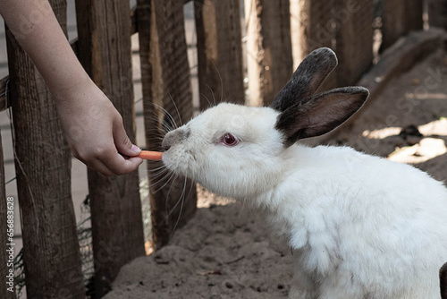 the rabbit eats a carrot. close-up. rabbit being fed carrots