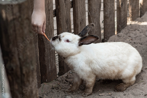 domestic rabbit takes carrots from hand