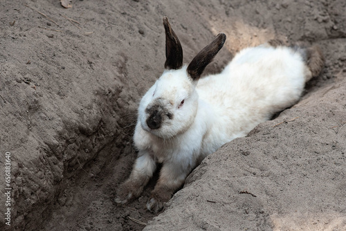 
the rabbit digs a hole. rabbit lies in a hole