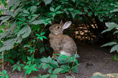 gray rabbit hid in a bush