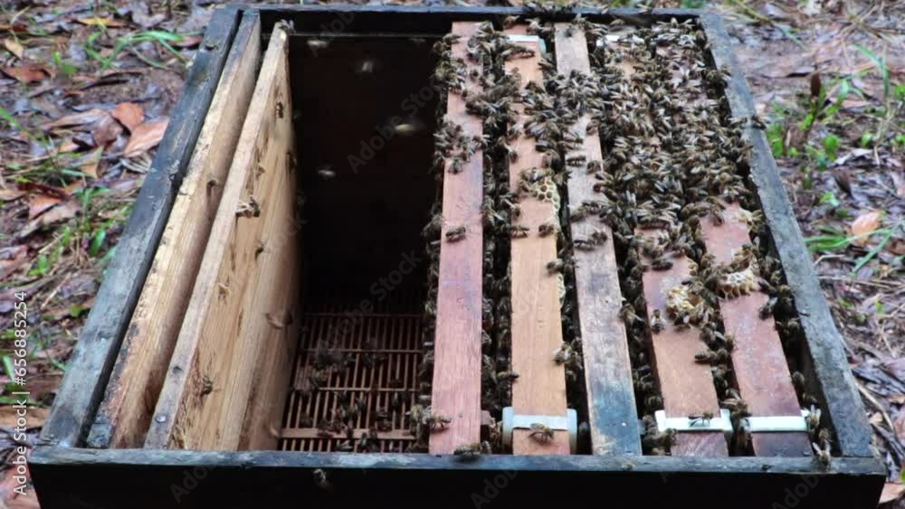 Bees in the box beekeeping beekeeping ideas Bees in the box beekeeping beekeeping ideas