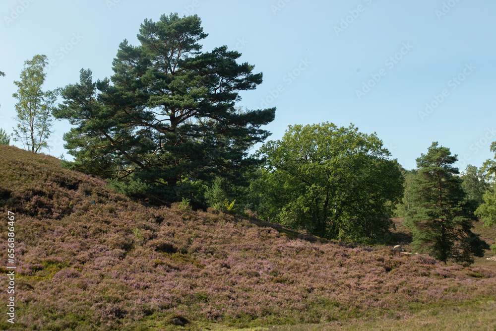 Obraz premium Sweeping view over hilly landscape of Fields o flowering heather on the outskirt of the Fischbeker Heide, Hamburg, Germany.