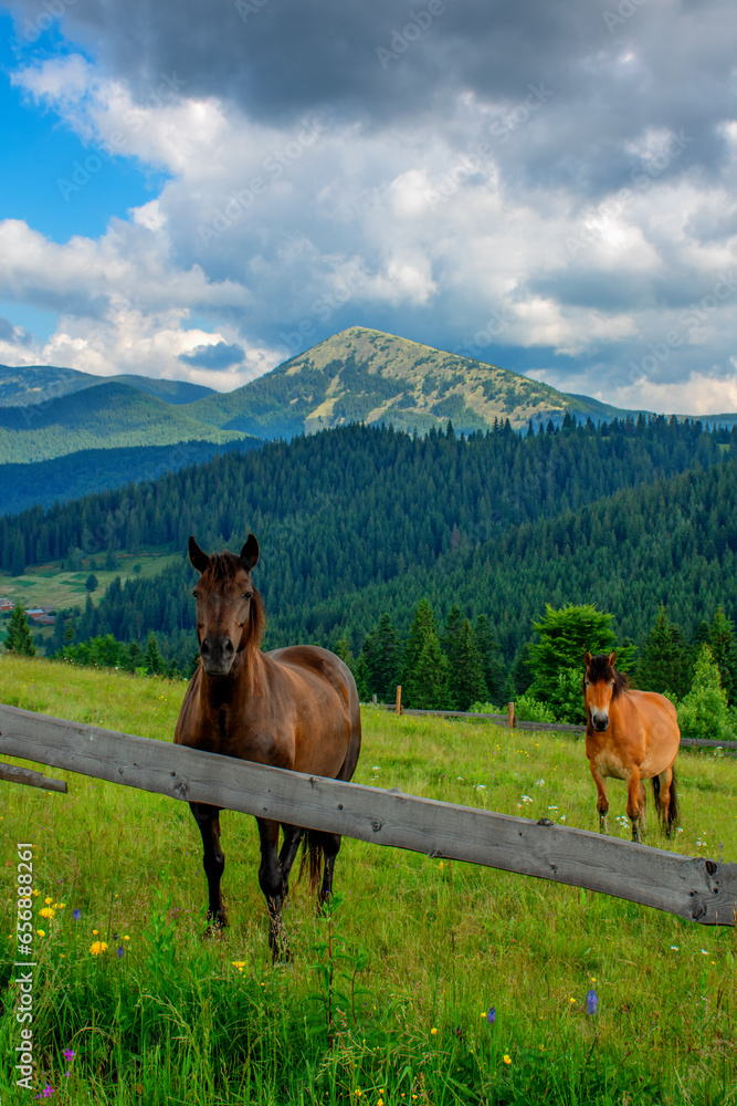 a pair of horses, portrait of animals in summer in a meadow, ecotourism, vertical photo. High quality photo