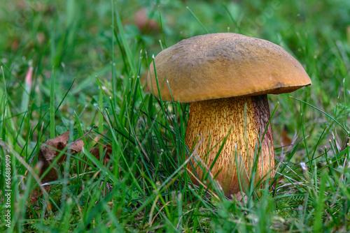 beautiful autumn mushrooms on a background of green grass in the center of a European city 24