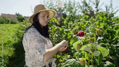 From Bush to Basket: Close-Up of Gardener Harvesting Raspberries in Orchard. High quality 4k footage photo