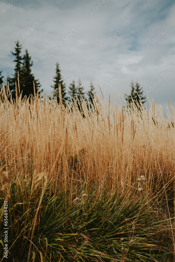 Fototapeta premium reed in the wind