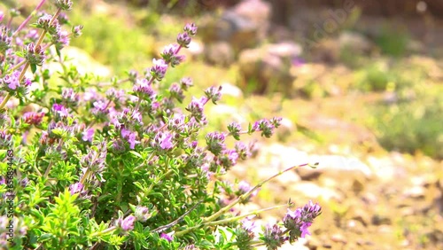 Savory wild plant flower wildflower, medicinal herb for herbal tea grown on Greek Ikaria island, Greece known as longevity blue zone macro closeup photo