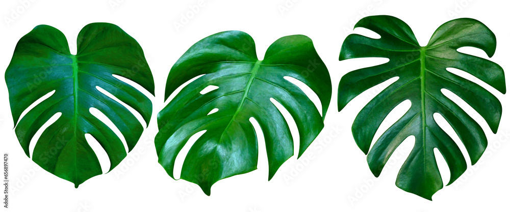 Green leaves pattern,collection leaf monstera isolated