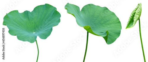 Green leaves pattern,leaf lotus isolated