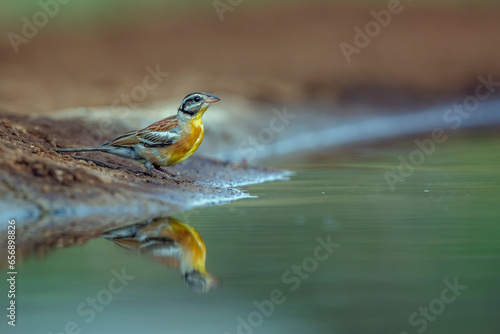 African Golden breasted Bunting standing along waterhole with reflection in Kruger National park, South Africa ; Specie Fringillaria flaviventris family of Emberizidae photo