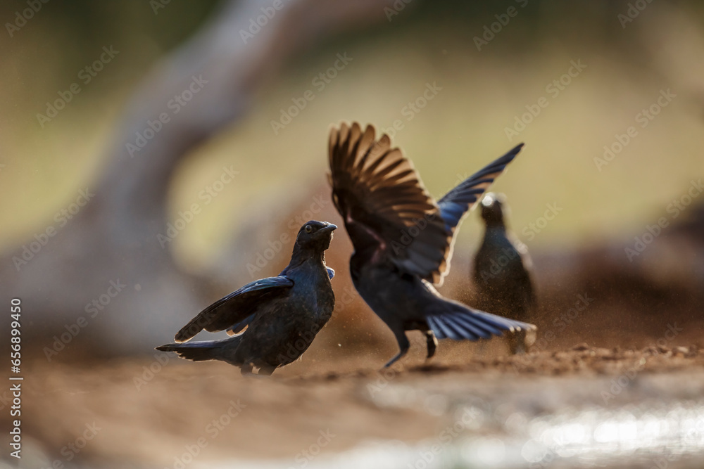 Two young Cape Glossy Starling fighting in Kruger National park, South Africa ; Specie Lamprotornis nitens family of Sturnidae Two young Cape Glossy Starling fighting in Kruger National park, South Africa ; Specie Lamprotornis nitens family of Sturnidae