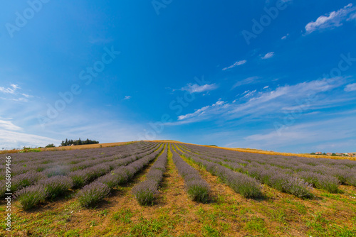 Fresh Lavender field   Edirne   Turkey