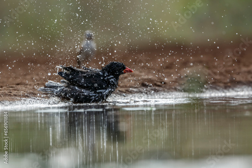 Red billed Buffalo Weaver bathing in waterhole in Kruger National park, South Africa ; Specie Bubalornis niger family of Ploceidae