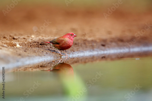 Red-billed Firefinch along waterhole in Kruger National park, South Africa ; Specie family Lagonosticta senegala of Estrildidae photo