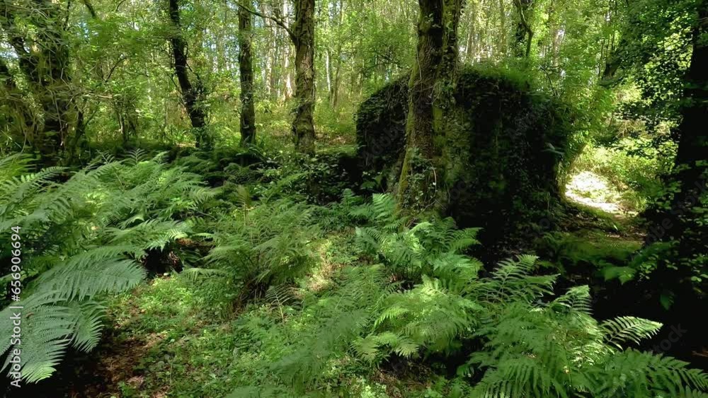 old water mill for cereals covered with vegetation abandoned in the forest with vigorous trees and ferns next to the river that made it work, shot turning to the right, Ordes, Galicia, Spain. old water mill for cereals covered with vegetation abandoned in the forest with vigorous trees and ferns next to the river that made it work, shot turning to the right, Ordes, Galicia, Spain.