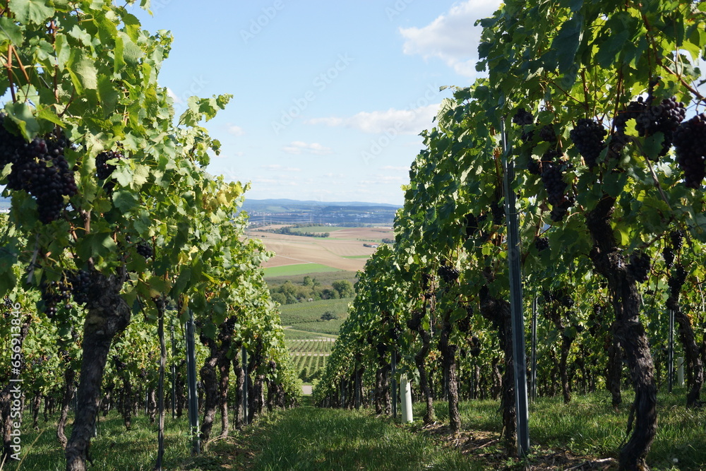 Fototapeta premium Weinberge und Weintrauben für Rot und Weisweine vor der Weinlese