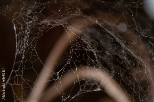 Amazing Spider Net Micro Photography Selective focused background photography 