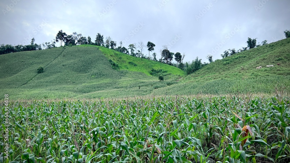 Corn field on hill in Thailand, beautiful landscapes.